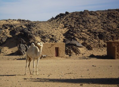 Velbloud v poušti, sever Mali.